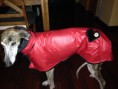 Chubasquero + Polar
